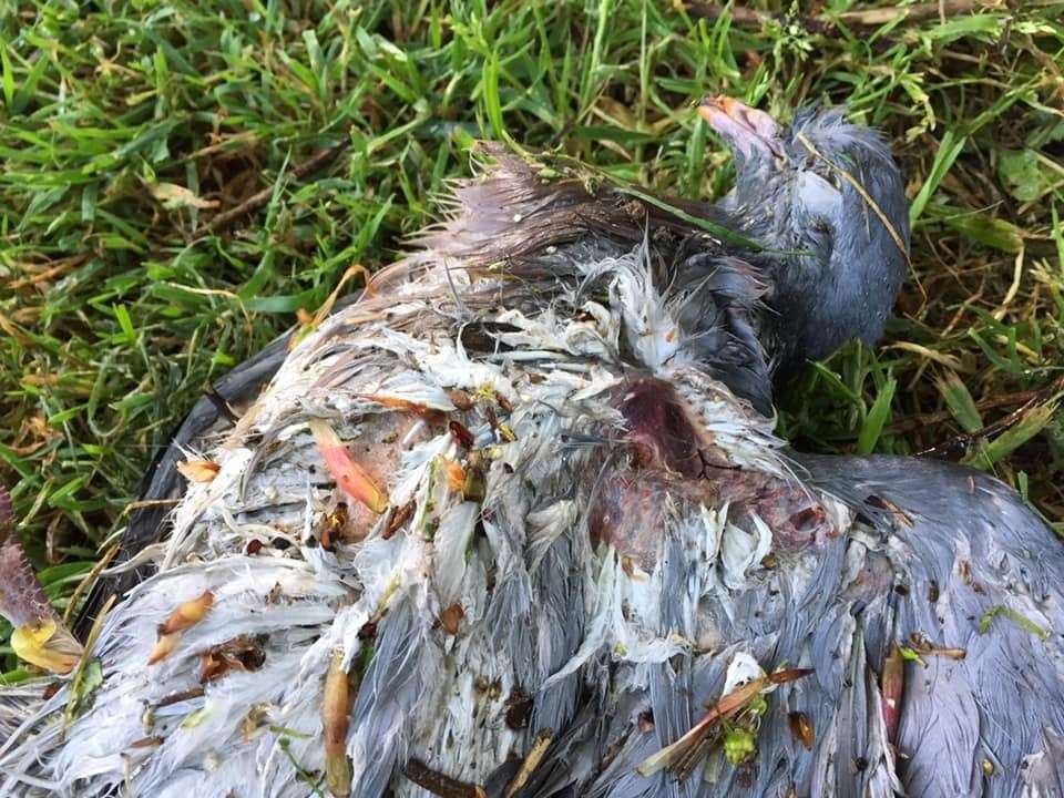 More birds have been found dead. Pic: Beverley Paton (9744459)