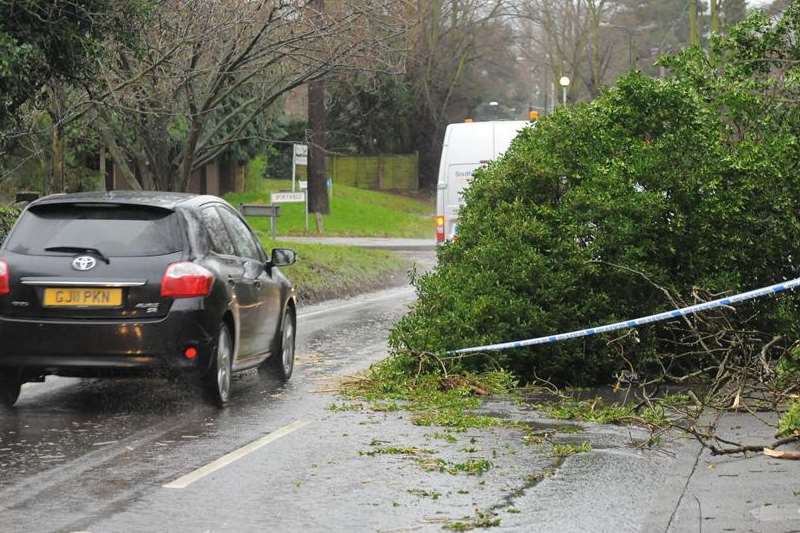 A tree is blown over in high winds in Maidstone. File picture