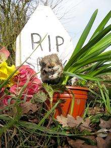 Memorial for "Sparky" the electrocuted squirrel who was stuck in electrical wires in Stone-in-Oxney for two months