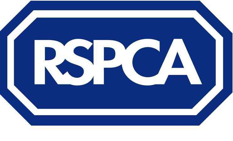 The welfare charity says animal neglect and abandonment is at a three-year high across the UK. Picture: RSPCA