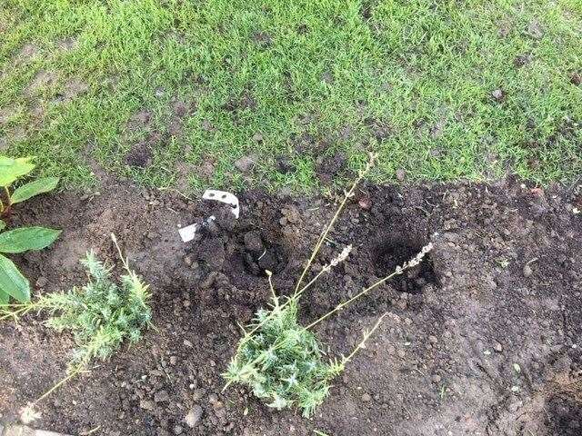 Swale council has slammed yobs who ripped up the new plants