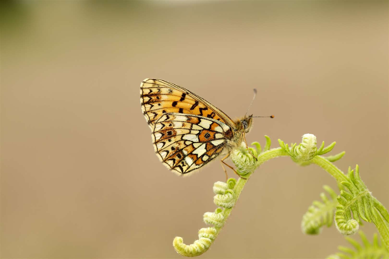 The Small Pearl-bordered Fritillary saw its lowest ever count in 2023 (UKBMS/PA)