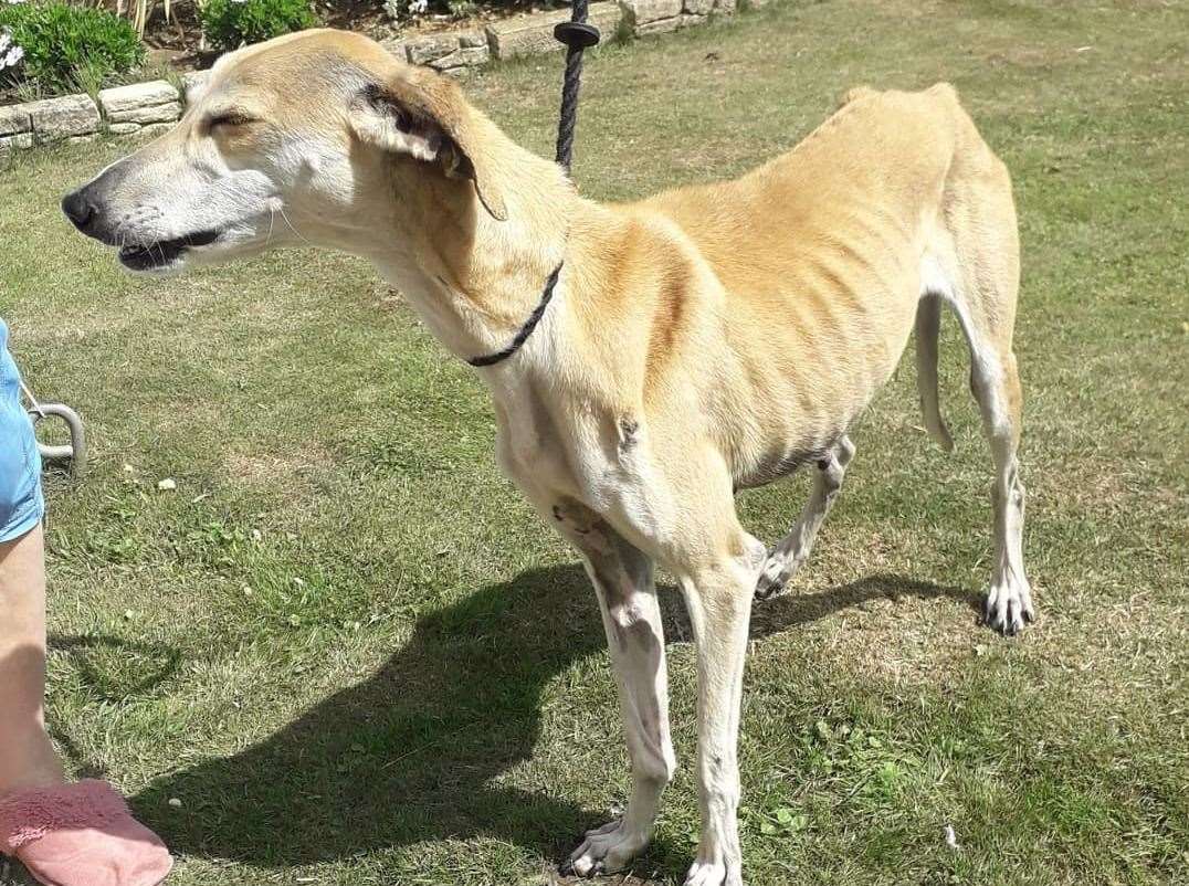 The lurcher was found straying around Cumberland Drive, Lower Halstow. Picture: Swale council's stray dog service