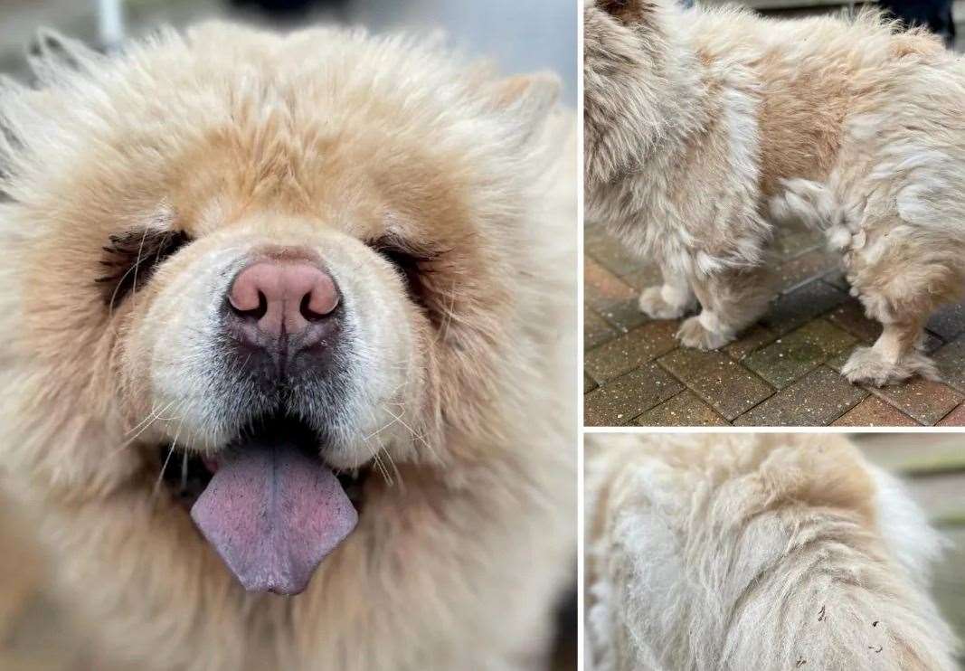 Lana, a chow chow, was found in Iwade. Photo: Swale Borough Council Stray Dog Service