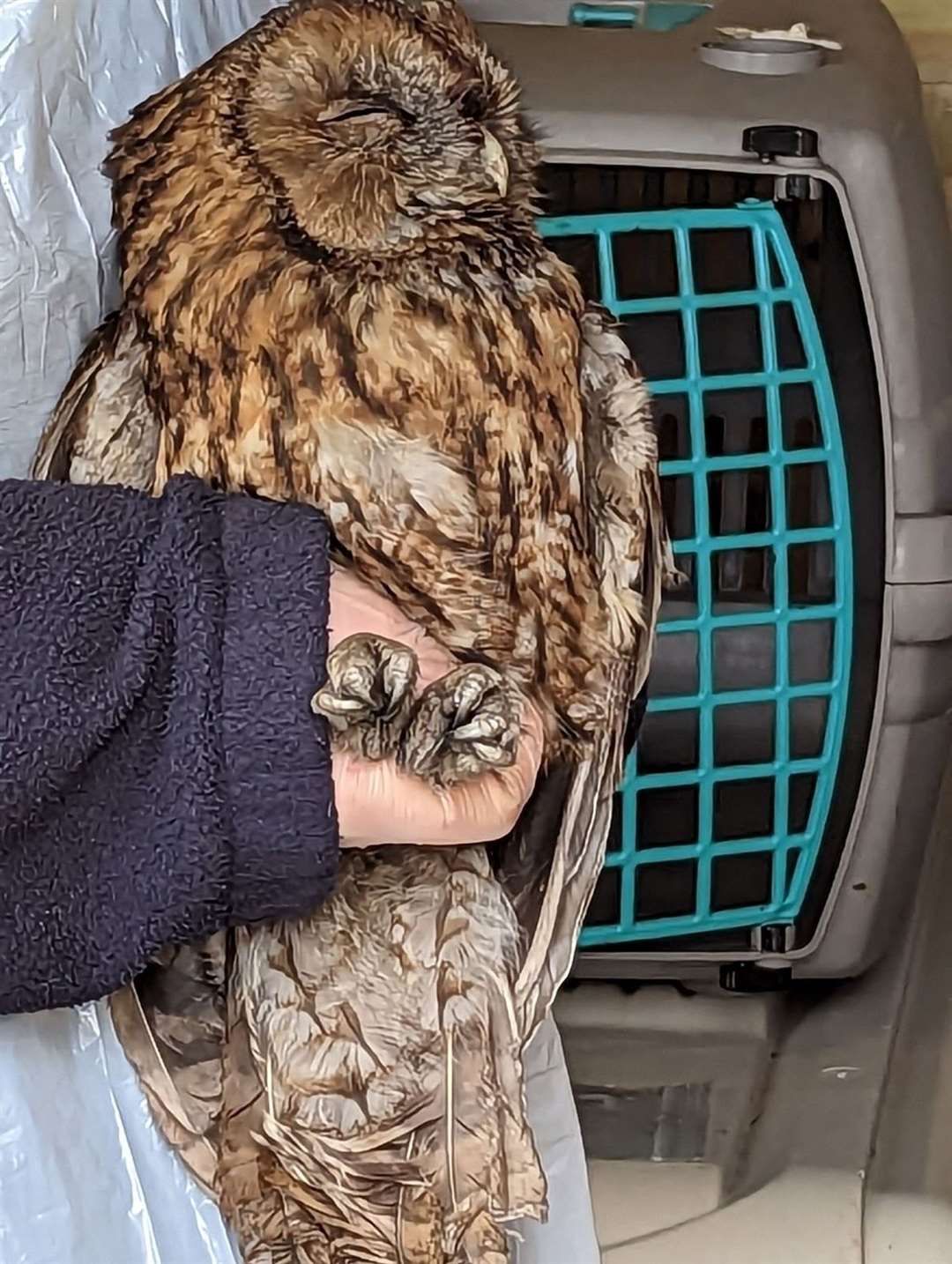 A tawny owl had to be rescued from a woodburner in Penshurst