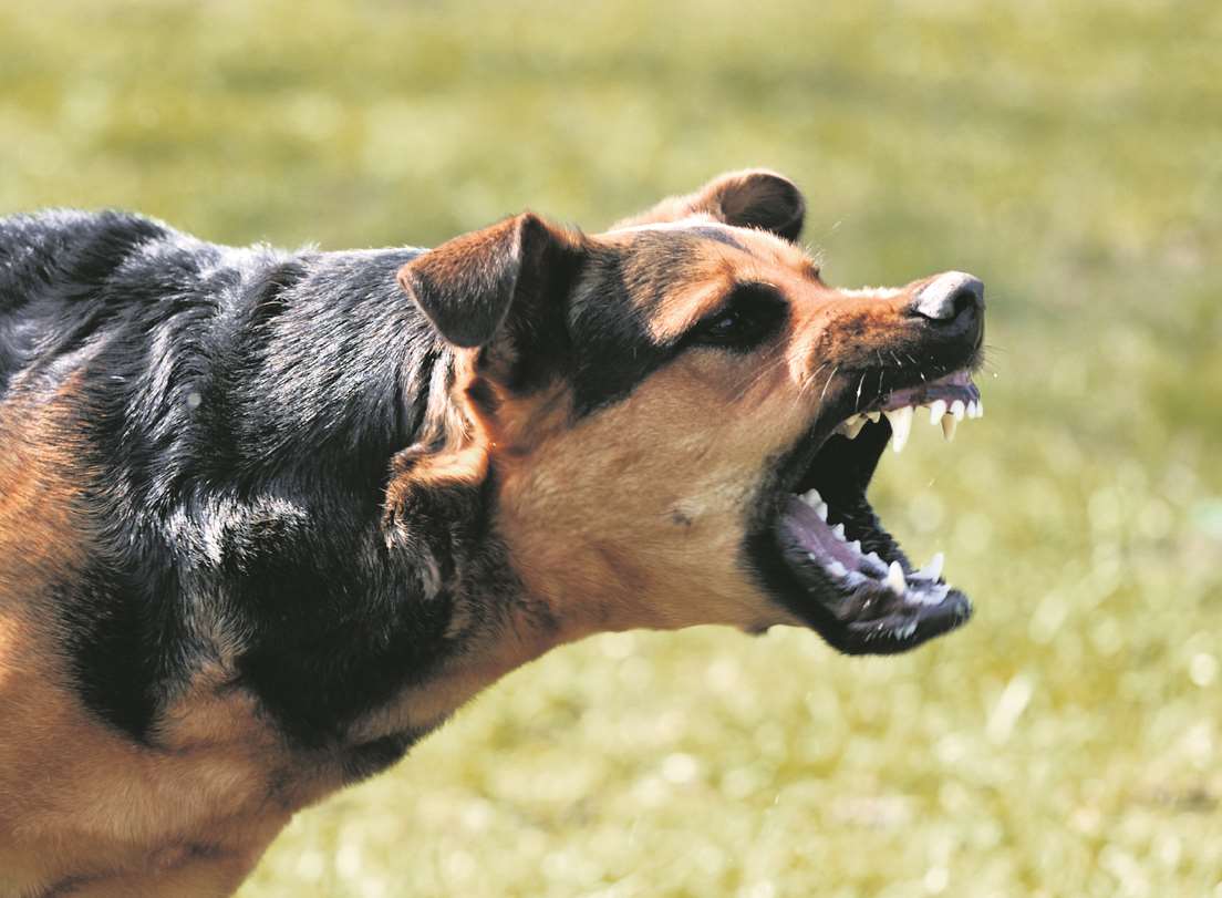 Police recorded more than 700 offences involving dangerous dogs. Stock image