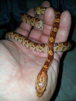 The corn snake was not fully grown