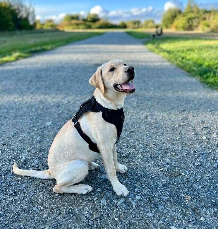 Labrador puppy Chester has sadly died