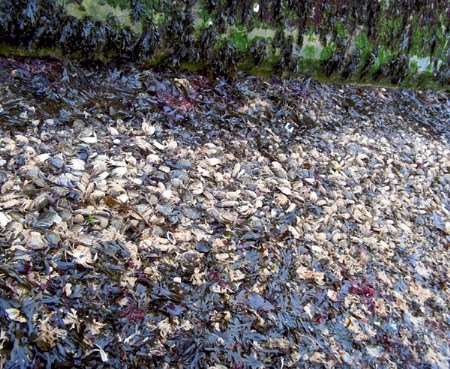 Experts are baffled by the tide of dead crabs