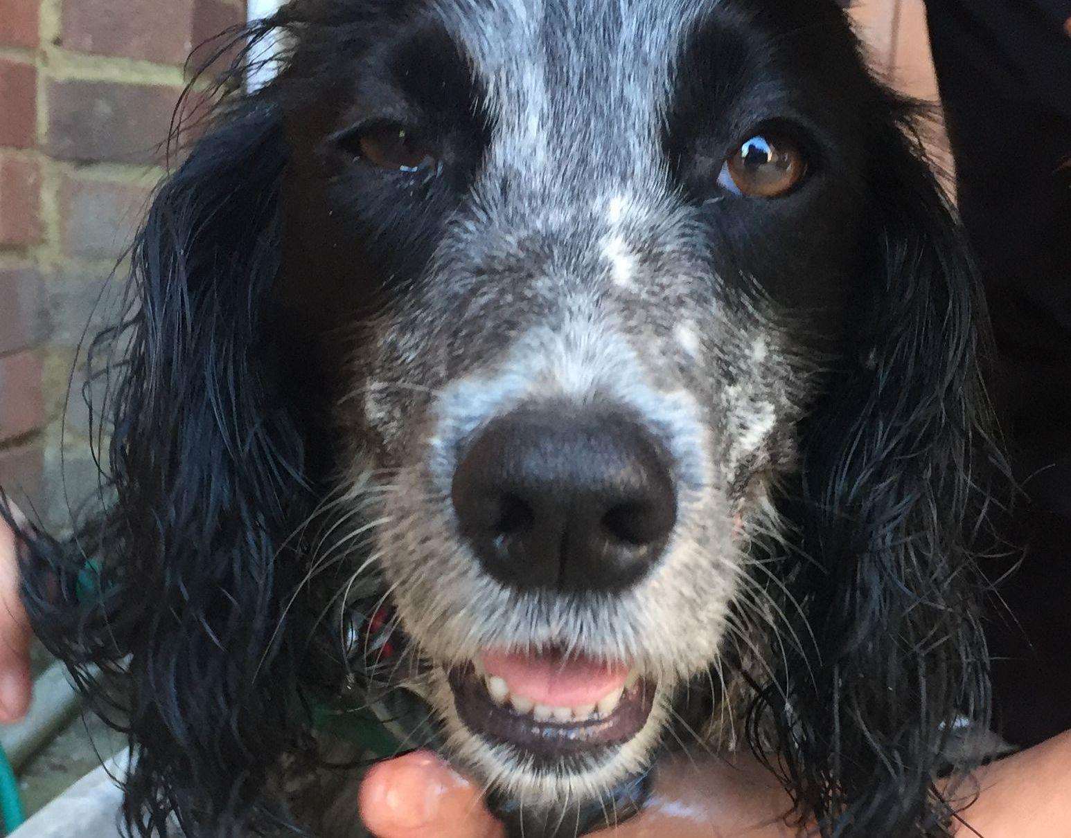 Black and white Spaniel Molly was with Chris Fisher when he was reported missing