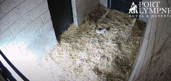 The cubs were born at Port Lympne in January. Picture: Cub Cam