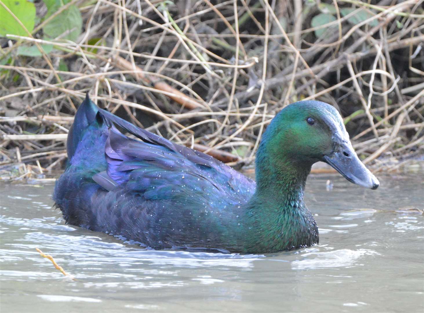 The Cayuga duck spotted in Canterbury by Sadie Macintyre-Randall. Picture: Sadie Macintyre-Randall