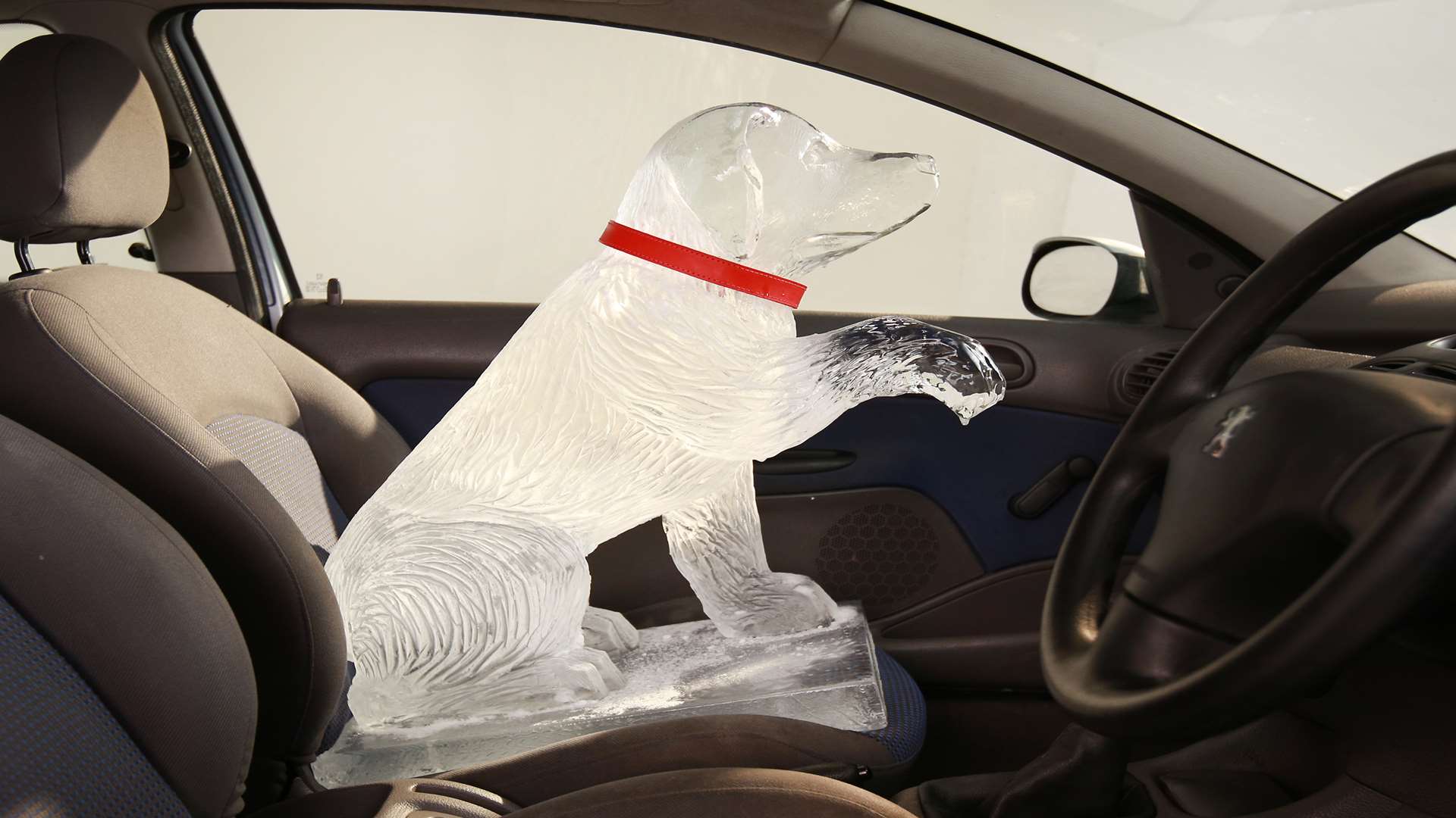 Owners are more likely to leave their dogs in their car than their mobile phones. Picture: Dogs Trust
