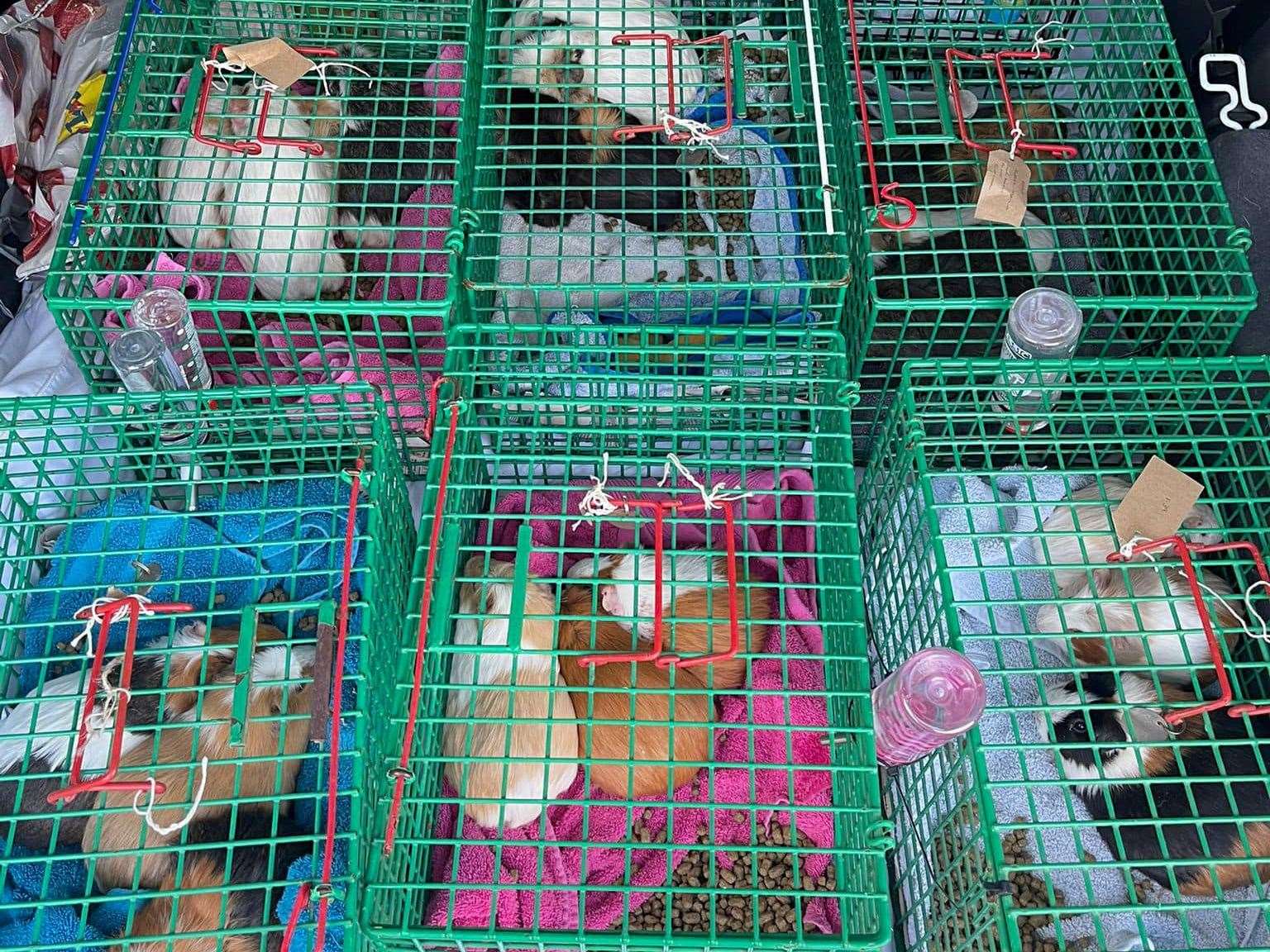 Some of the guinea pigs rescued by the RSPCA in Leybourne. Picture: RSPCA