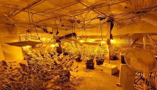 Police found about 20 cannabis plants inside the property. Picture: Kent Police