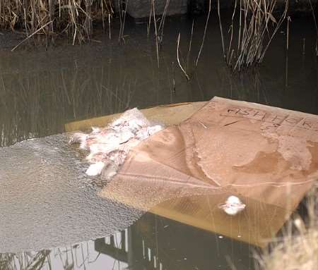 The grim discovery in the stream at Old Romney. Picture: Dave Downey