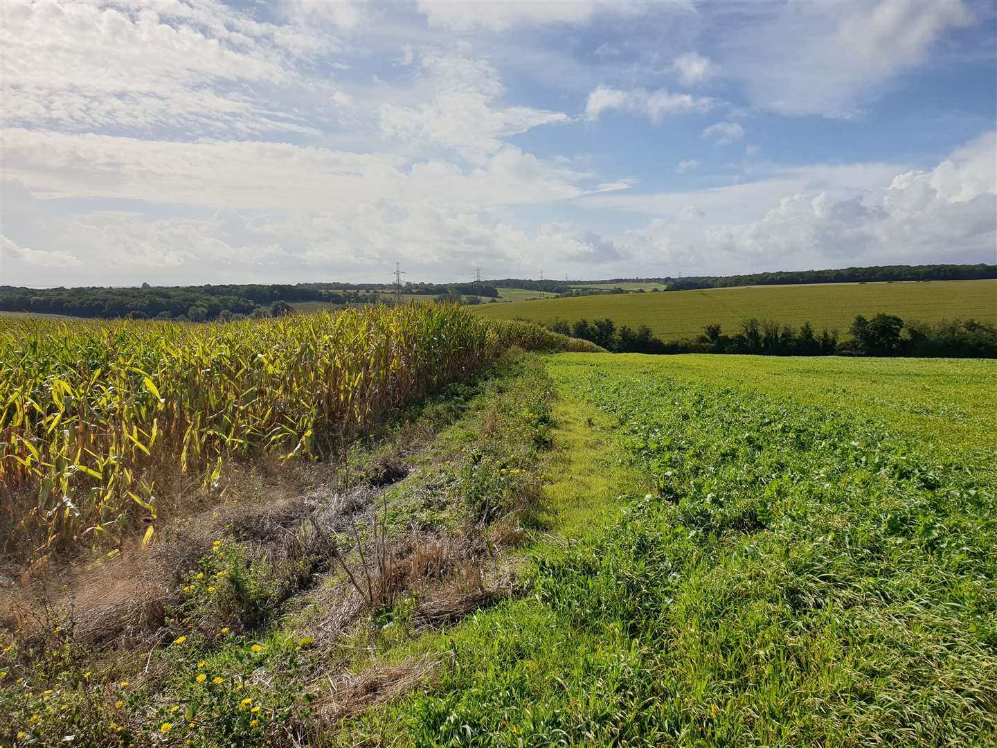The sprawling solar farm will cover 250 acres of farmland near Canterbury