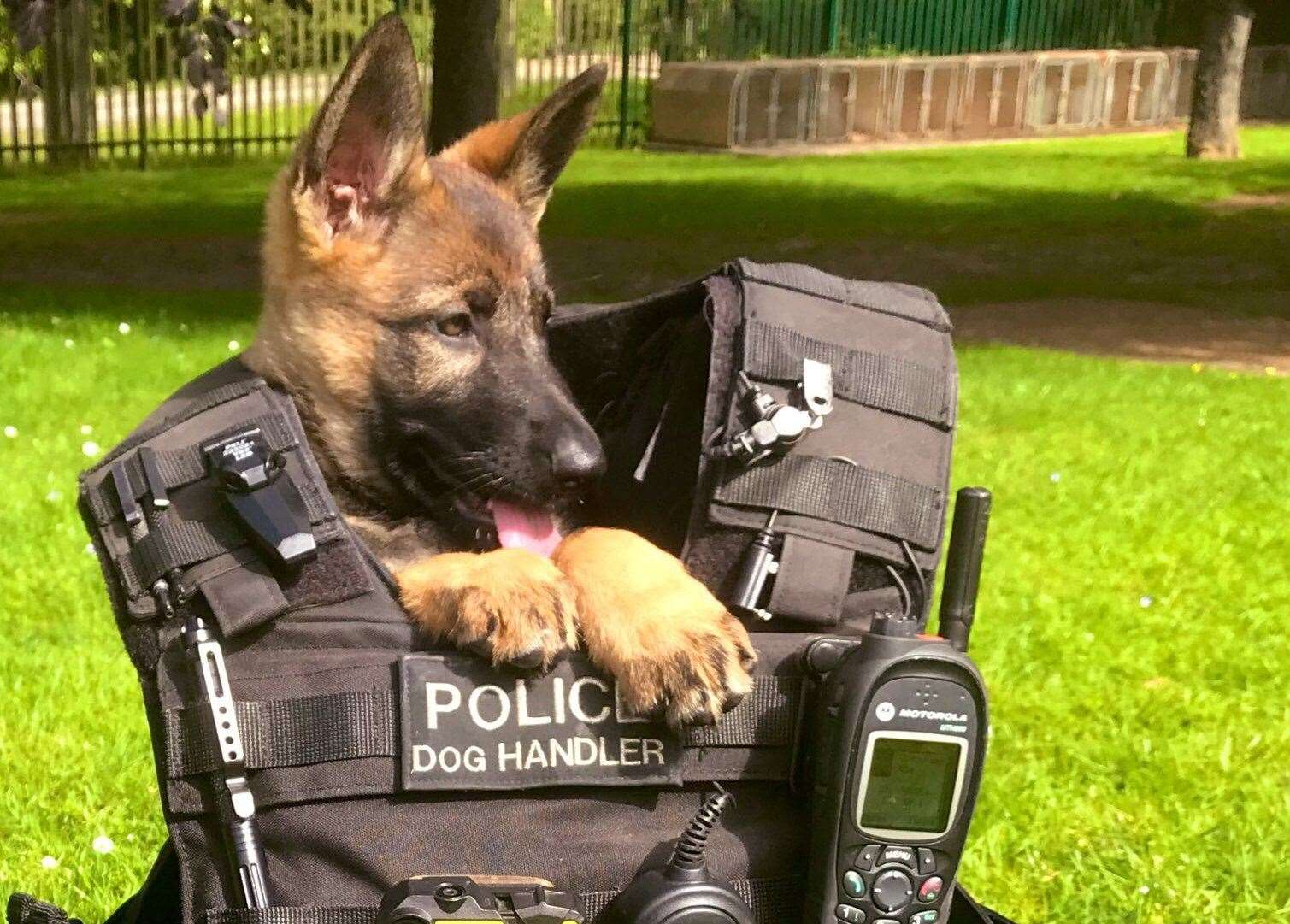 Kent Police are celebrating International Dog Day. All Photos: Kent Police Tac Ops [@KPTacOps]