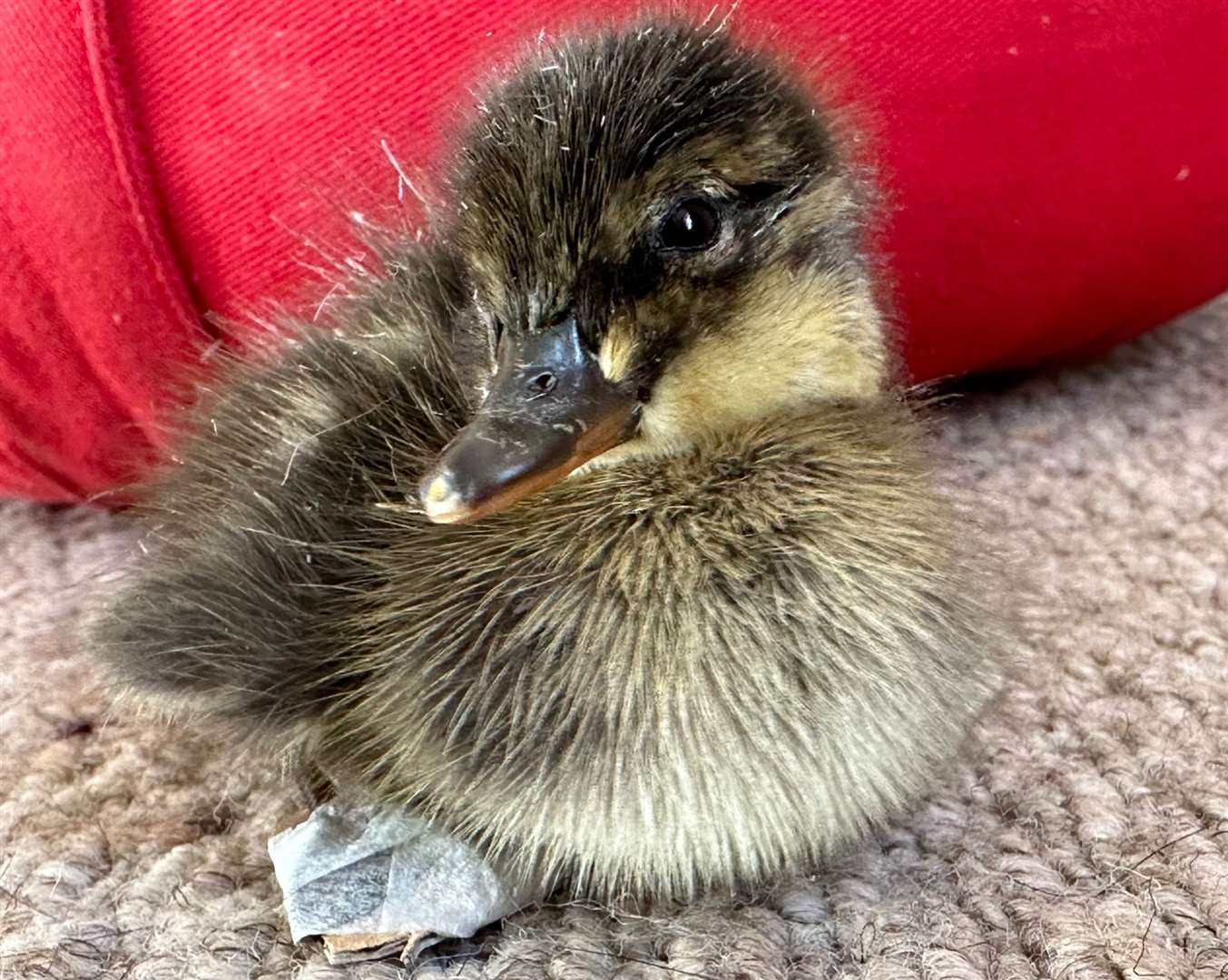 The duckling was born with curled feet after his mother duck was killed in a catapult attack in Faversham. Picture: Columbines Wildlife Care