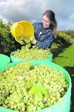 Emily Cragg unloads picked grapes