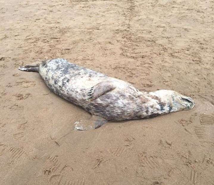 A seal was found dead at Viking Bay in Broadstairs (8489122)
