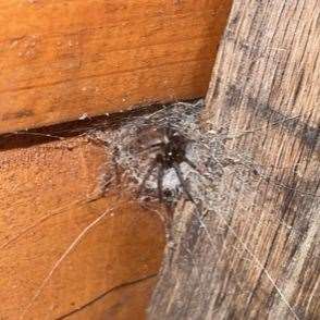 The green-fanged tube web spider living in the Lewis family's garden in London Road, Maidstone. Picture: Amber Lewis