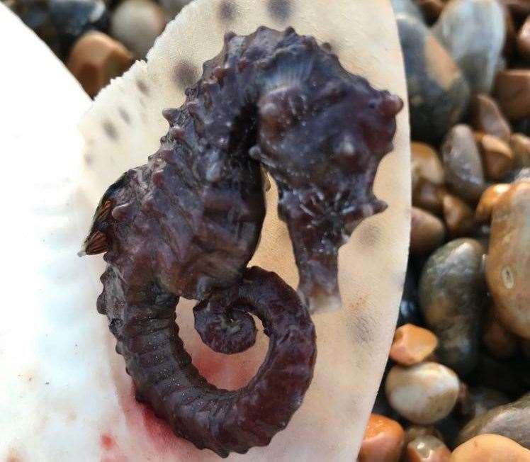 The seahorse is one of two types found on the south coast of England. Picture: Jerry Styles