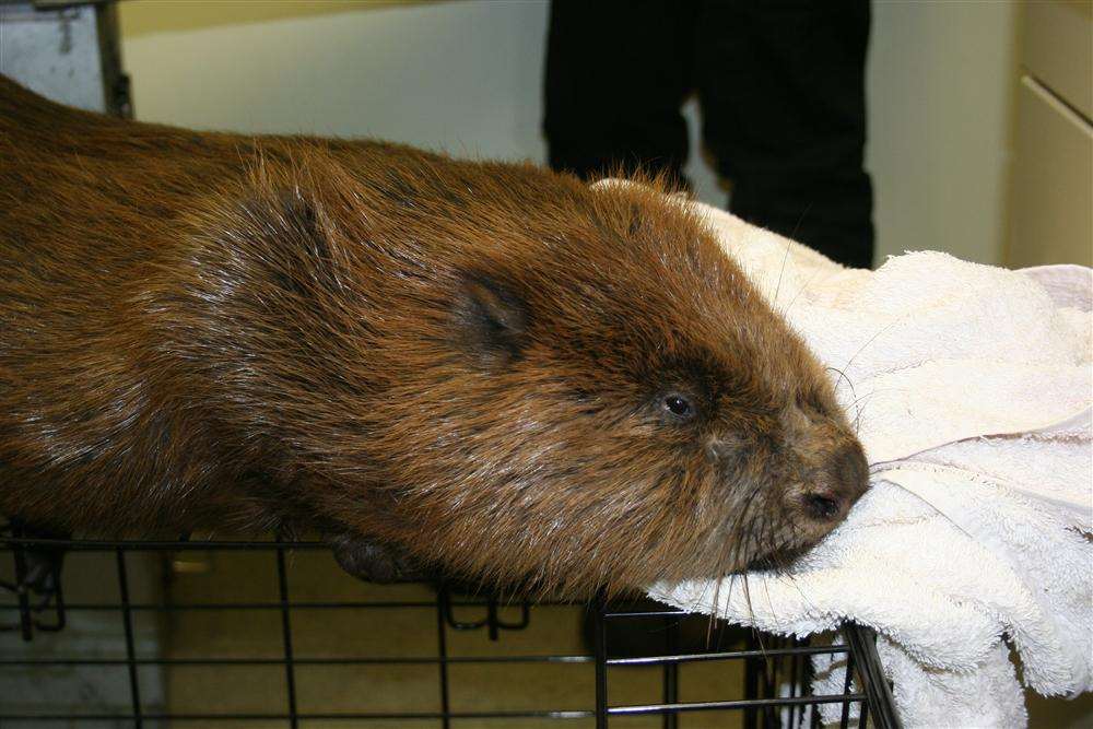 The beaver found hiding under a car at Cliffsend near Ramsgate