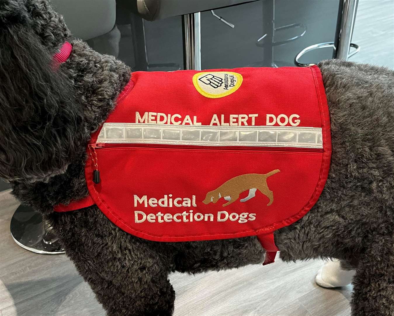 Teddy is a trained medical detection dog