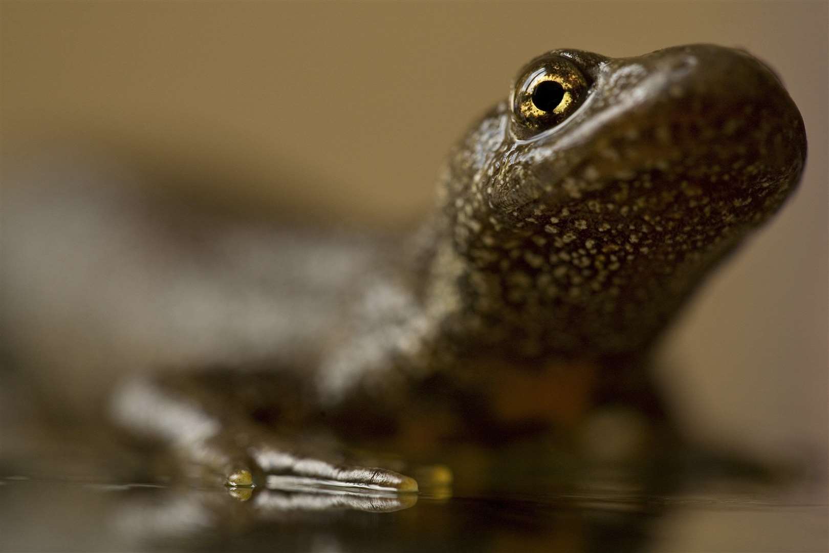 Great crested newt habitats are just one thing developers have to check for