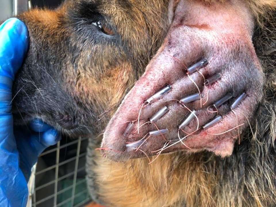 The stitched ear of Keira, an abandoned German Shepherd dog found in Teynham