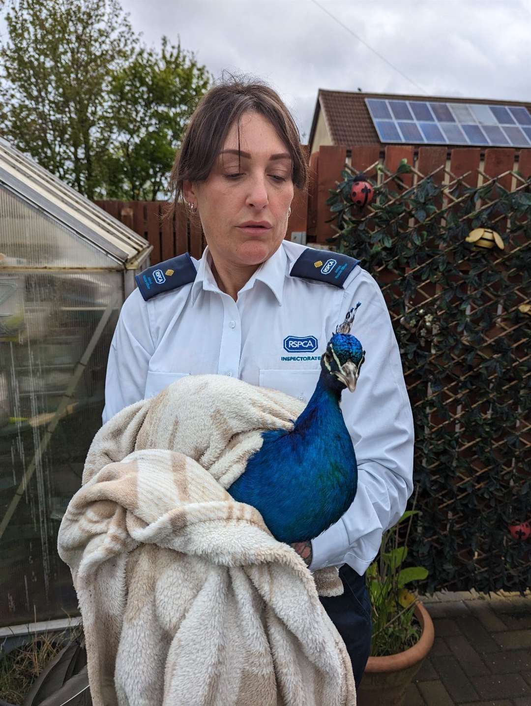 The peacock is currently being looked after at a special animal rescue centre (RSPCA/PA)