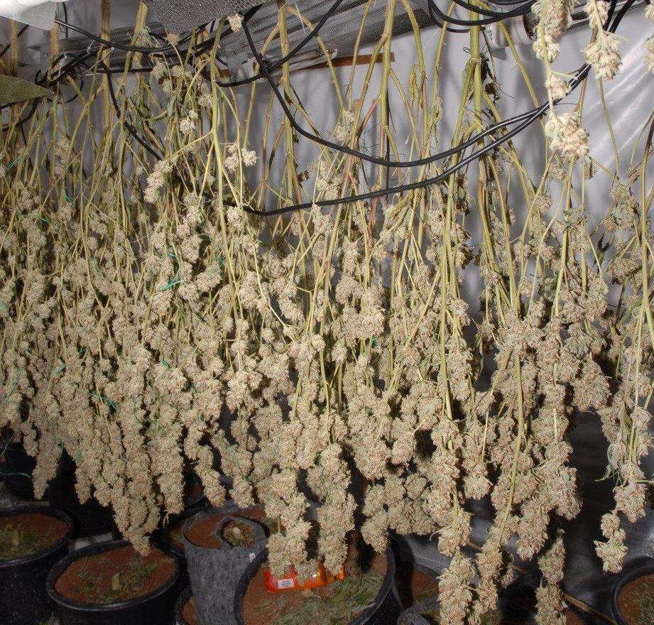 Some of the plants seized from the house. Picture: Kent Police