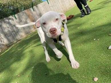 Pearl is a Staffordshire bull terrier cross. Picture: Dogs Trust