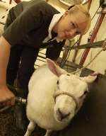 Emma Clack, a student from Westlands School, Sittingbourne, blow-drying a sheep. Picture: ANDY PAYTON