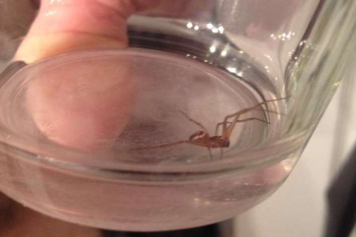 Kelly Carruthers found this spider, which could be a false widow, at her home in Halfway