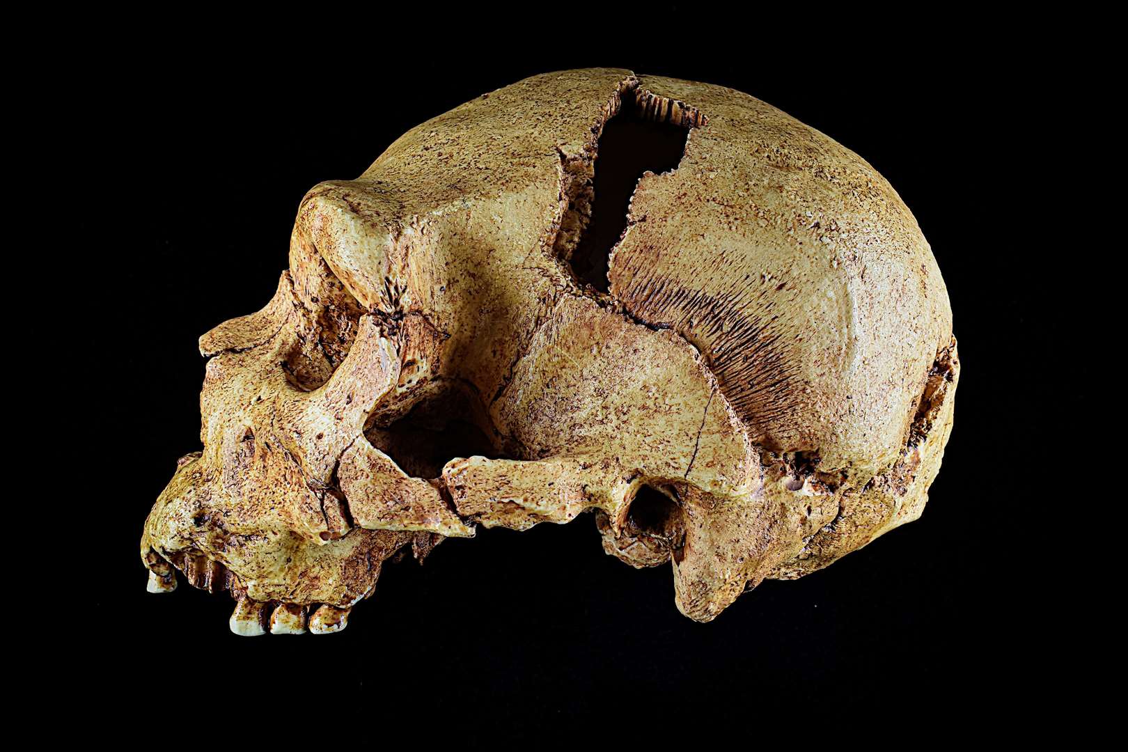 A fossil skull cast of homo heidelbergensis - not unearthed during the excavation. Picture: University of Cambridge