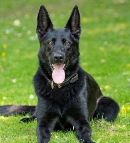 PD Elsa assisted officers after a motorbike was stolen from a property in Ashford. Picture: Kent Police