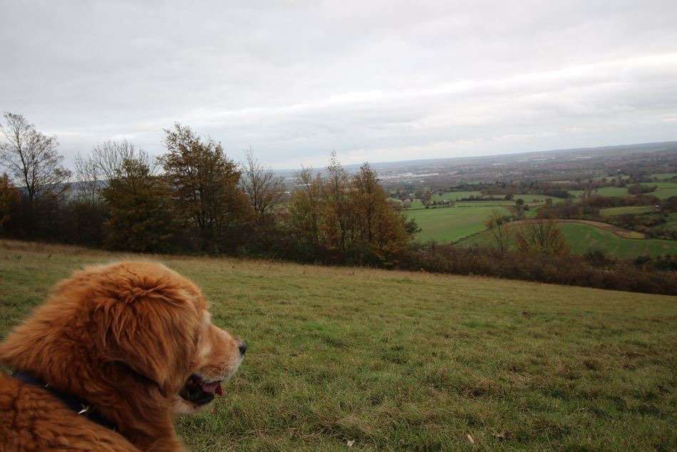 Dylan the dog looks out over Holly Hill