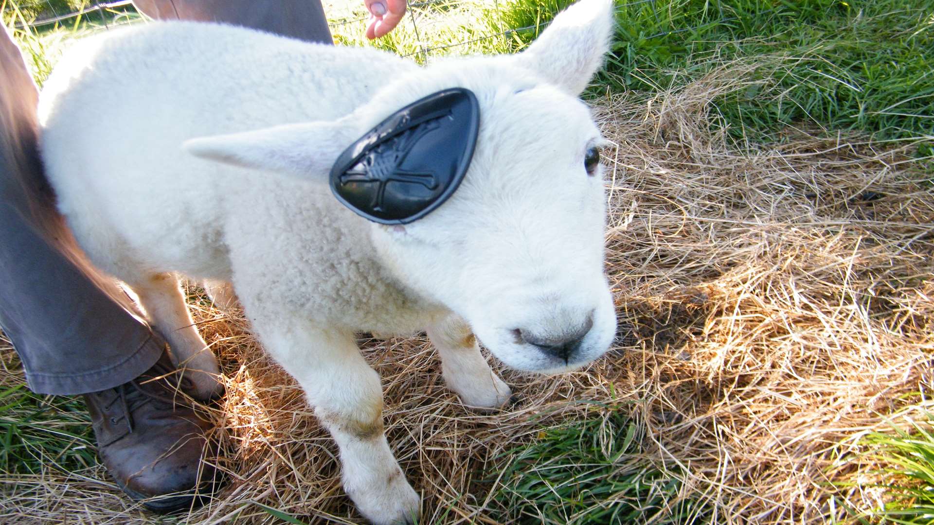 As a lamb, Nelson wore an eyepatch after his eye was pecked out by a crow