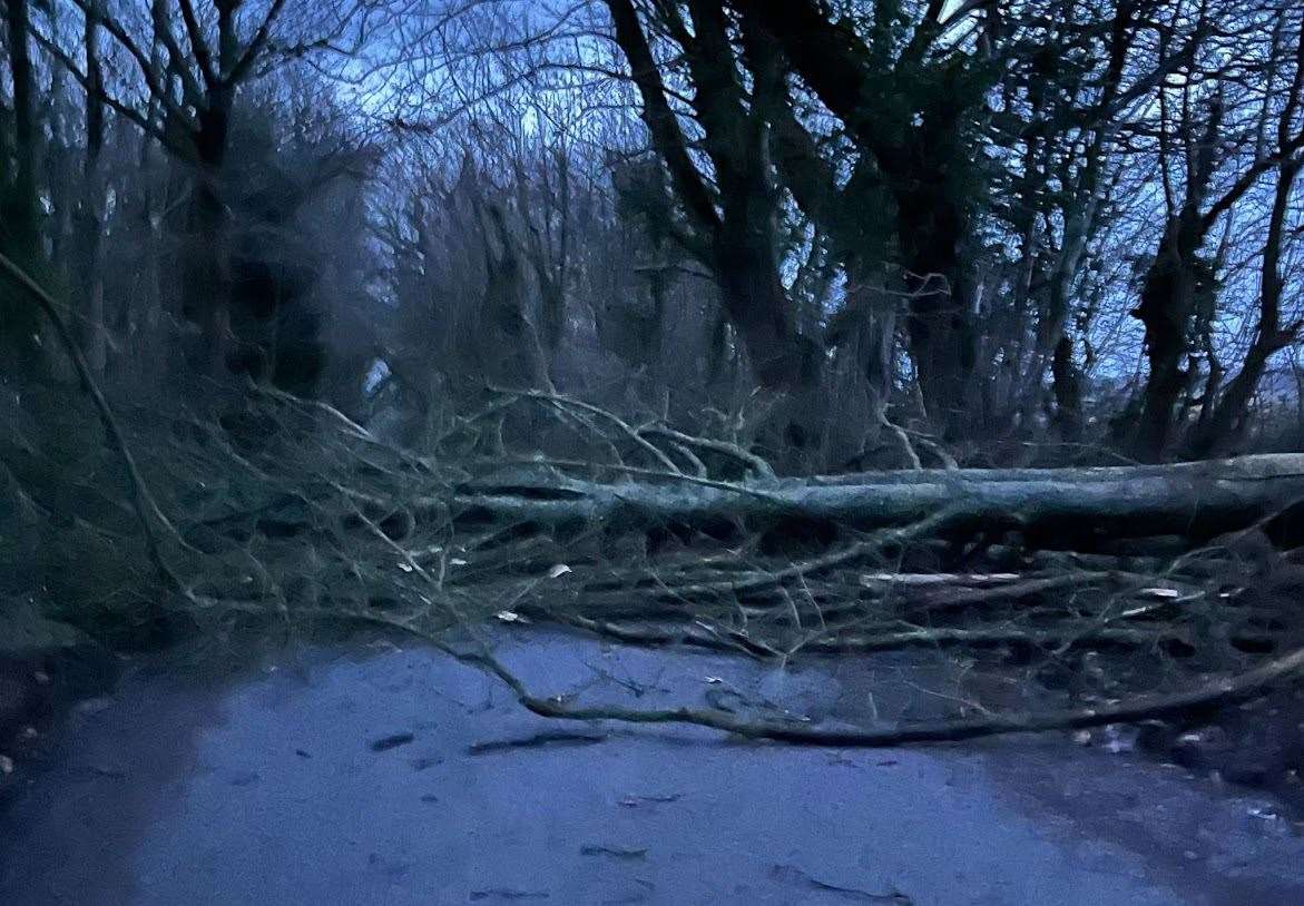 A fallen tree in The Street, Hastingleigh