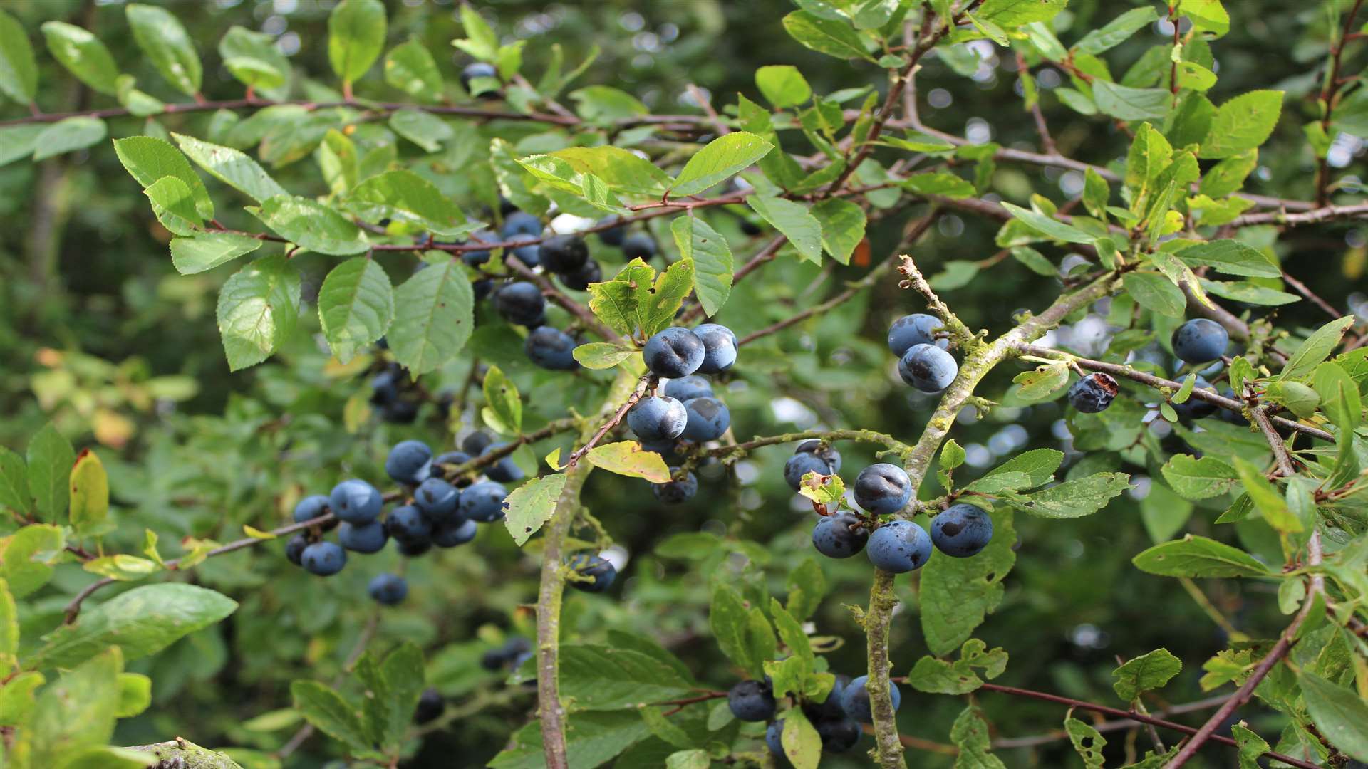 Sloes on the blackthorn