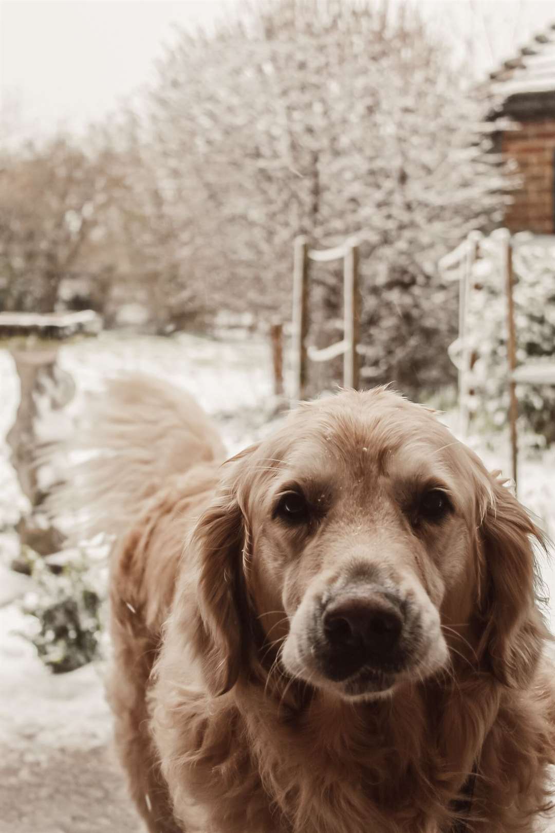 Ollie is rather photogenic