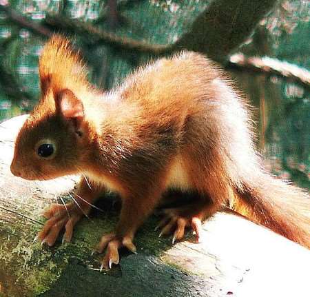 One of the baby red squirrels born at Wildwood. Picture: Wildwood Trust