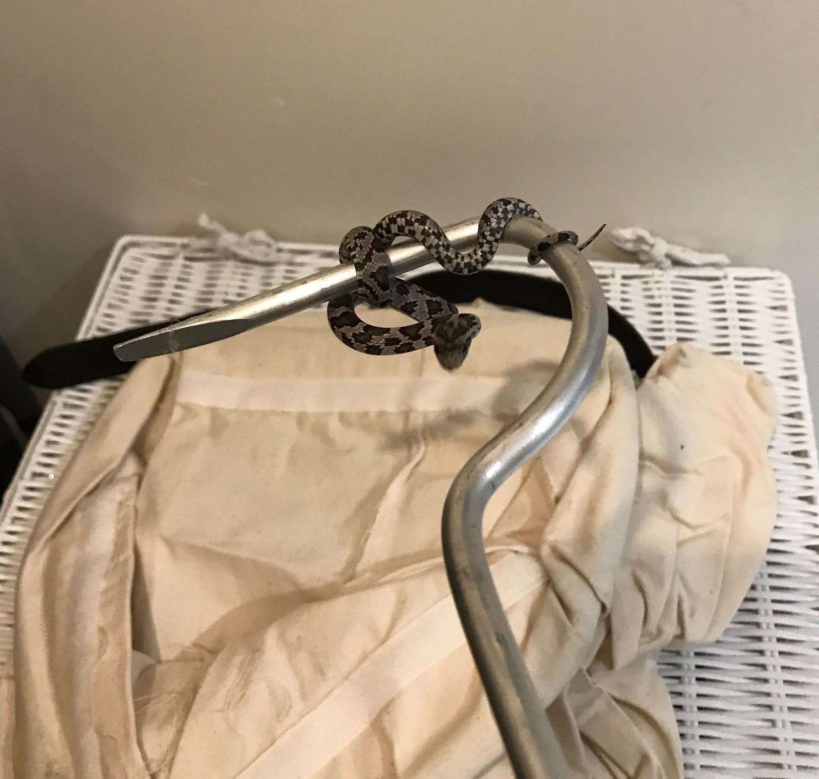 The snake found under the microwave. Picture: RSPCA