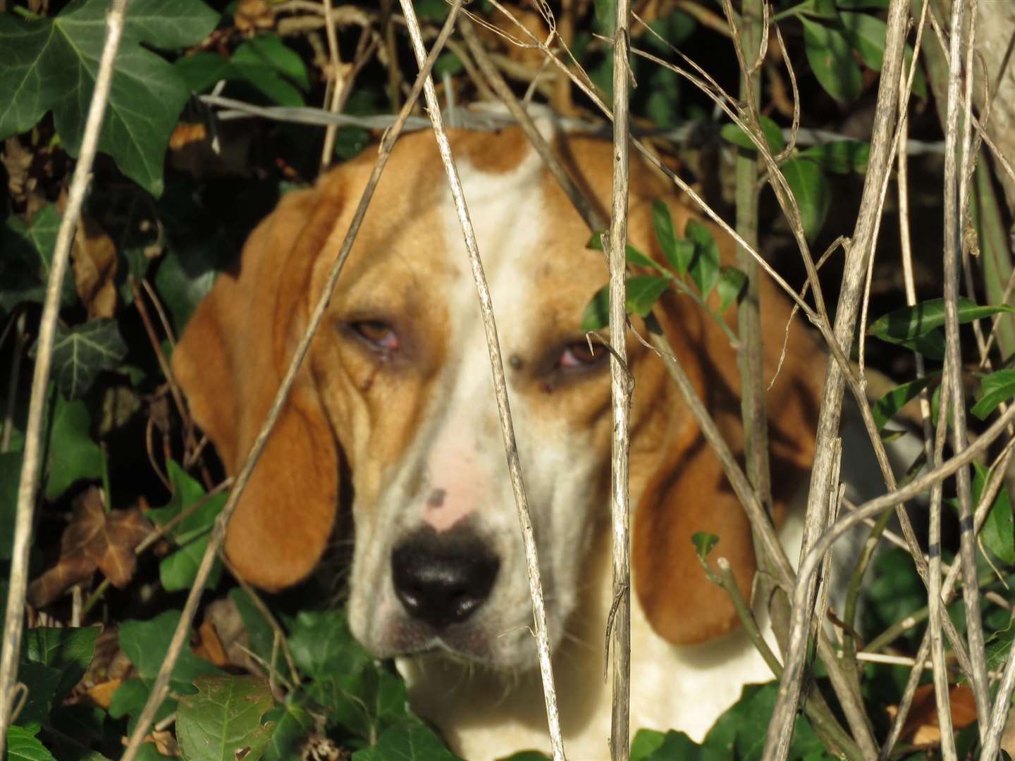 The Beagle cross was in the woods for at least six days