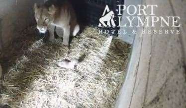 The first cub was born at Port Lympne on Wednesday morning. Picture: Cub Cam