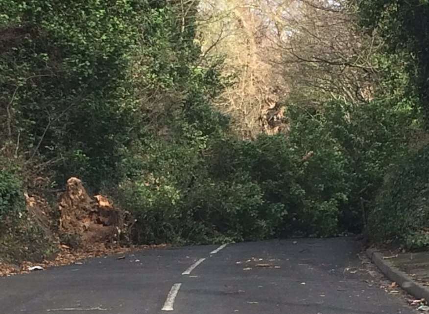 A tree has fallen in the road. Stock picture