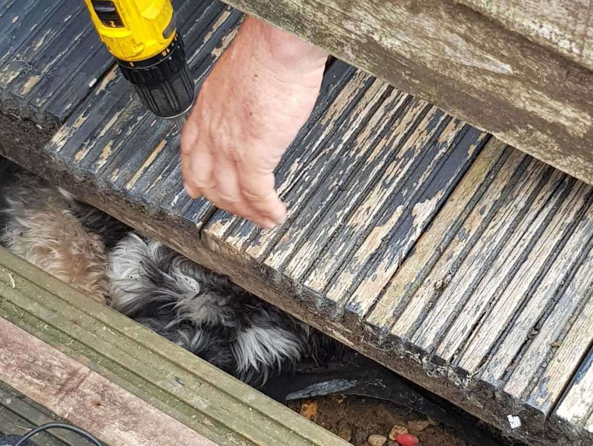 Artisan Rare Breeds and Animal Rescue attending a rescue of a dog stuck under decking. Picture: Wayne May