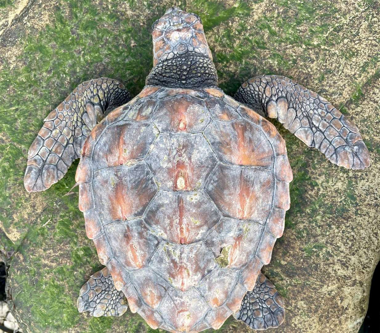 One turtle was found in Cornwall and another in Dorset (pictured). Picture: BDMLR